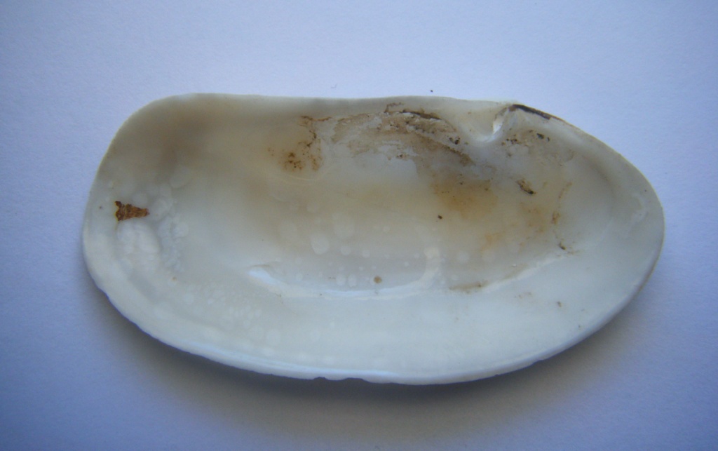 Bivalve 4 = Tapes (Ruditapes) decussatus (Linn�, 1758)